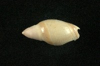藏品(乳彈頭榧螺)的圖片